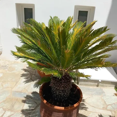 Naias Hotel Livadi (Serifos)