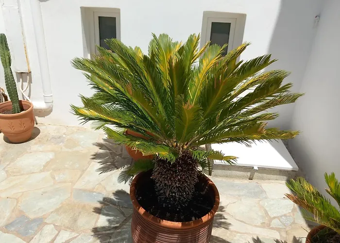 Naias Hotel Livadi (Serifos)